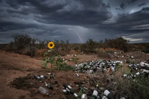 Bertus Hanekom / Nature TTL A thunderstorm passes over a sunflower on a rubbish dump in South Africa.