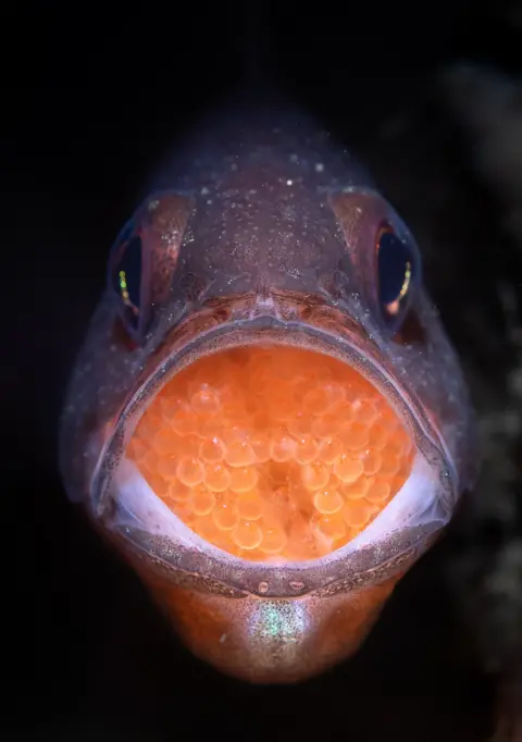 Talia Greis / Nature TTL Eastern Gobbleguts fish carries eggs in its mouth.