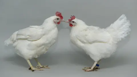 Edinburgh University Bird Flu resistant Chickens