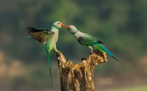 Achintya Murthy / Nature TTL Two Malabar parakeets fighting in Karnataka, India.