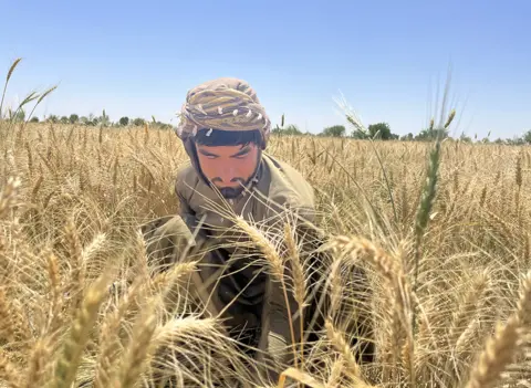 Farmer Niamatullah harvesting wheat in his fields