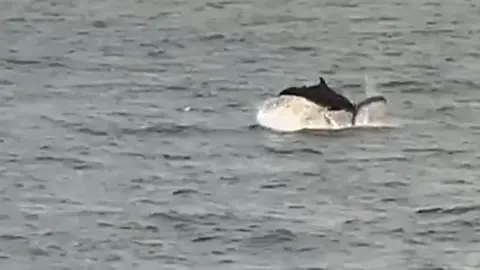 Porpoises spotted off the coast