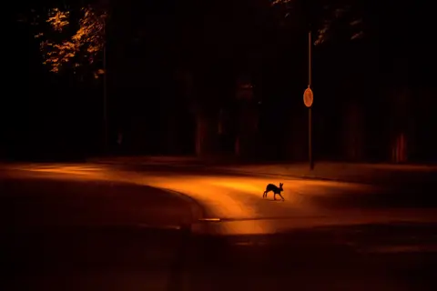 Jan Piecha / Nature TTL A hare runs across a road at night in Kassel, Germany.