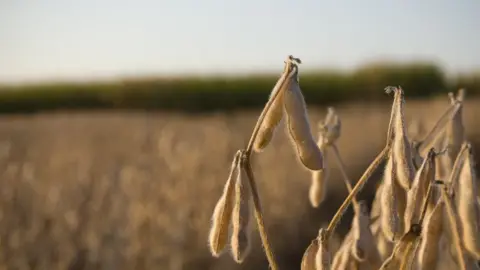 Getty Images Soy beans in field