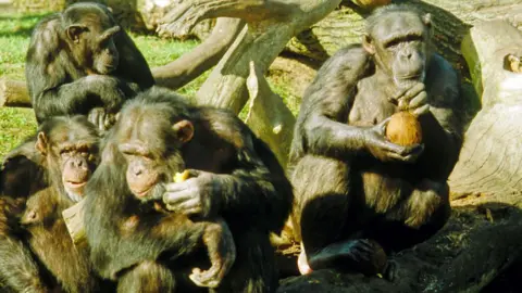 Chester Zoo Boris sits with three other chimpanzees in their enclosure at the zoo, with Boris holding what looks like a piece of fruit and Cleo holding a coconut. There are some branches behind them