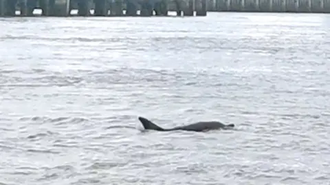 A dolphin in the River Thames