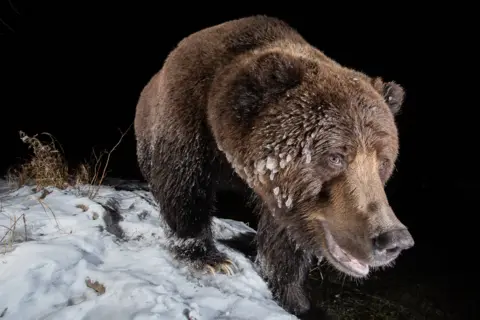 Geoffrey Reynaud / Nature TTL A grizzly bear in the snow in Yukon, Canada.