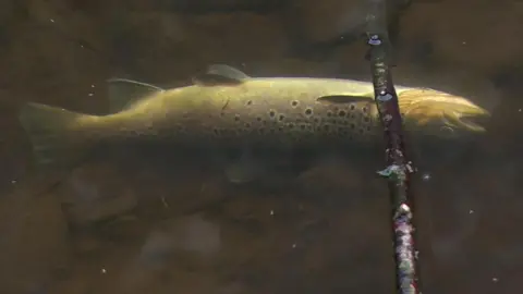 One of the fish found dead in the Glenavy River on Wednesday