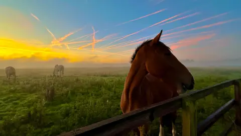 Three horses are in a field - one is at the front of the image on the right-hand side with it's head turned to its left. A warm orange sunrise can be seen in the sky with a fence running along the front of the image and long grass and plants in the field.