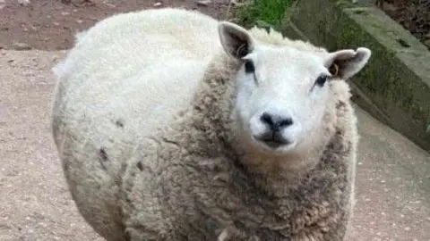 Sheila the sheep
