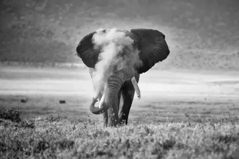 Michael Snedic / Nature TTL An African elephant blowing dust in the Ngorongoro Crater in Tanzania, Africa.