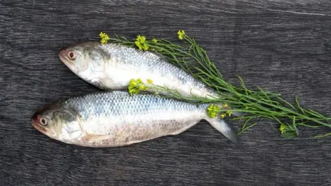 hilsa, bangladesh