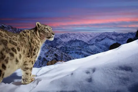 Sascha Fonseca / Nature TTL A snow leopard scans for prey across the jagged peaks of the Ladakh mountain range in India.