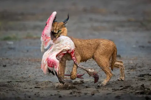 Dennis Stogsdill / Nature TTL A caracal carrying it's prey, a flamingo, in Ndutu, Republic of Tanzania.