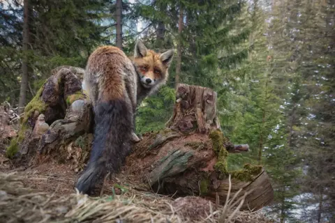 Matt Engelmann / Nature TTL A fox in Graubünden, Switzerland.