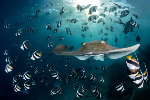 Andy Schmid / Nature TTL A pink whipray splitting a school of bannerfish in the Maldives.