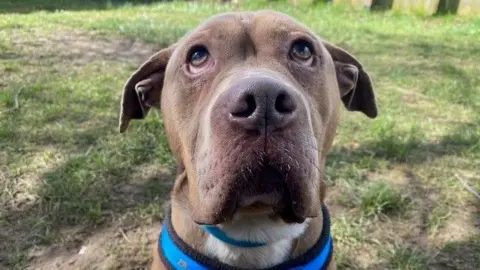 Draygo is a grey/brown dog. He has a long, droopy snout which makes it look like he is frowning.