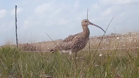 An adult curlew standing in grass beside a wire fence