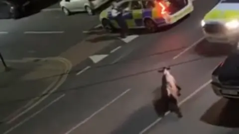 The cow shortly before being hit by the police car in Staines