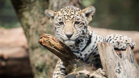 jaguar cub on tree. 