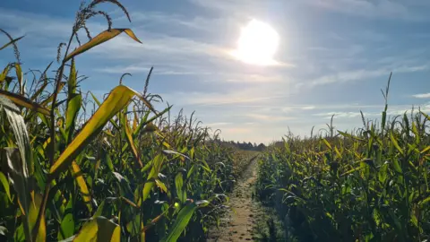 Rebekah A field of crops can be seen with a low sun in the sky which is clear. A path runs through the middle of the picture between the crops.