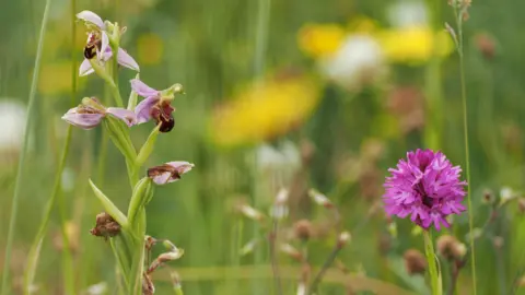 A flower meadow featuring the bee orchids and other wildflowers
