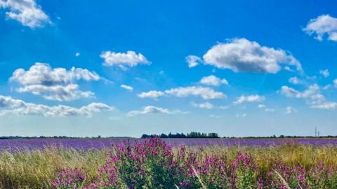 Pink flowers and purple lavender in a field with bright blue sky and fluffy white clouds