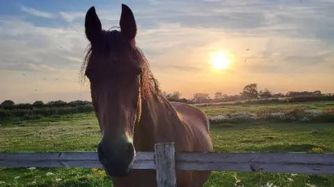 Adrian Zag A large brown horse stares straight at the camera with his head just dipping over a wooden fence with a green field in the background and a setting sun.