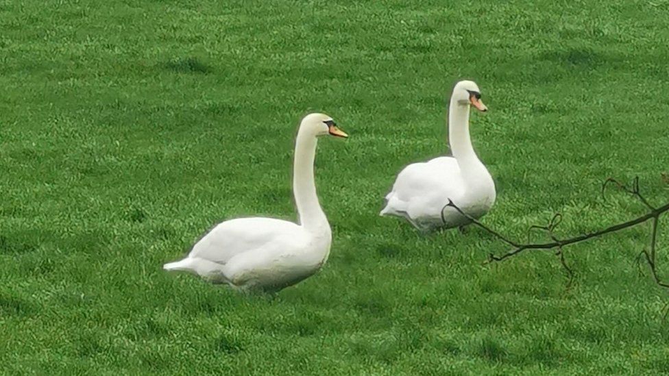 A pair of swans on a green