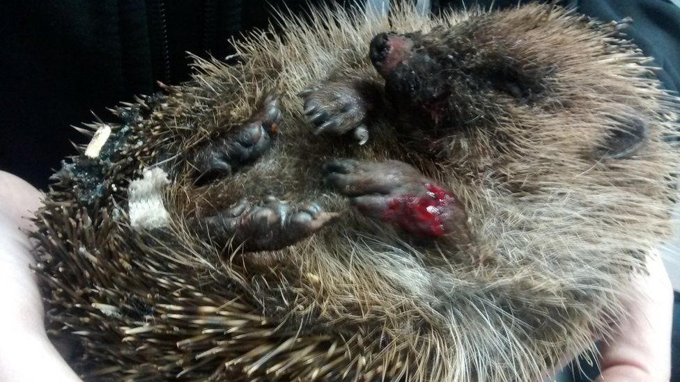 A picture of an injured hedgehog