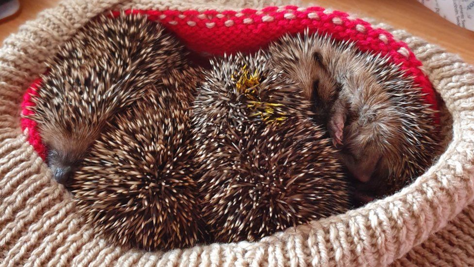 Four hoglets rescued by West Wales Hedgehog Rescue