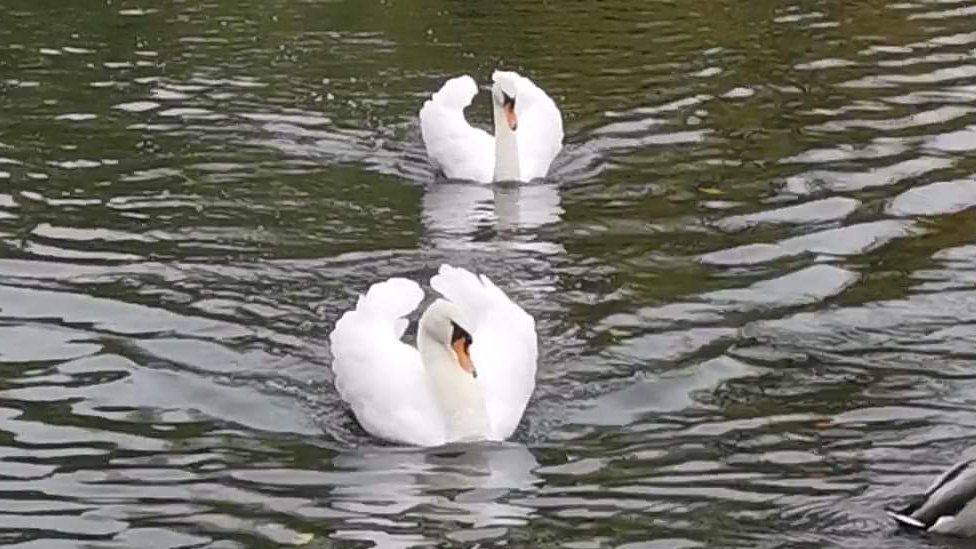 A pair of swans on a lake