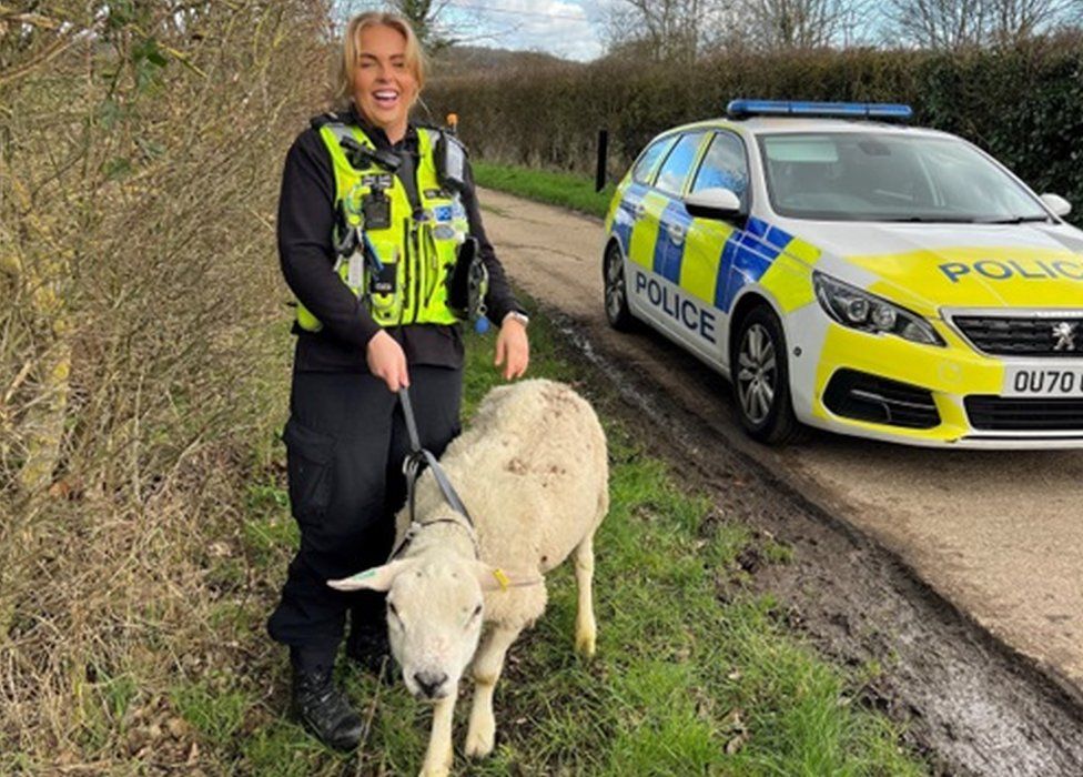 Police officer smiling with the rescued sheep