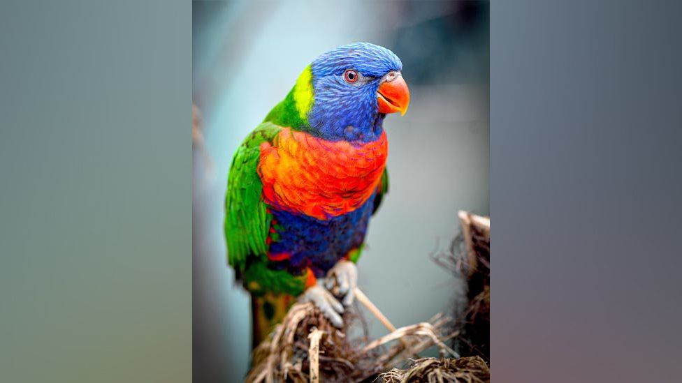 Rainbow lorikeet. The colourful bird has a orange beak. The bird also has green , blue and yellow feathers. It is perched on a branch