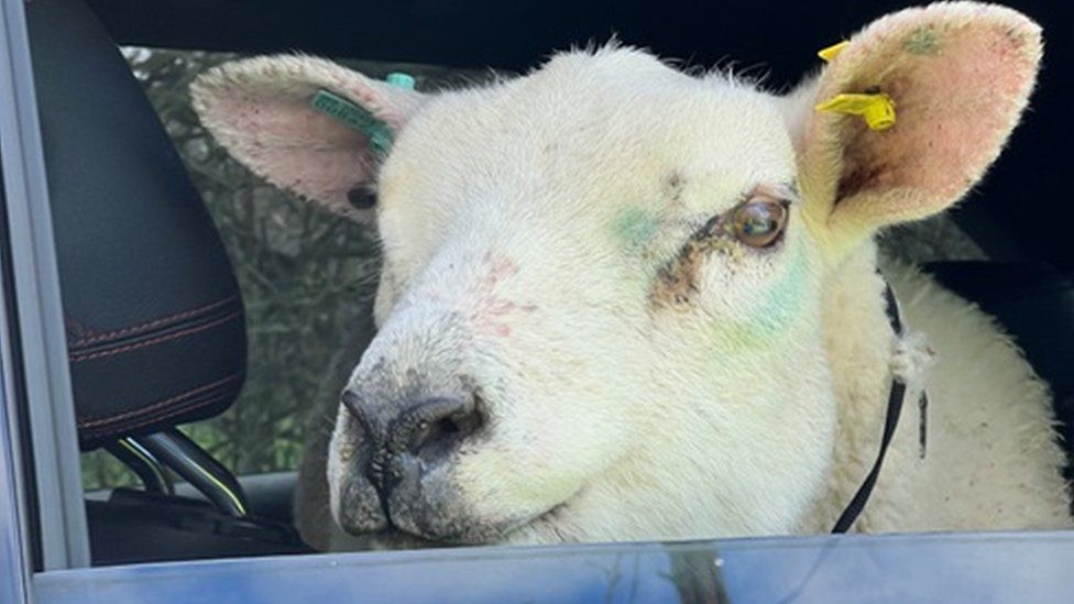 Sheep looks out of police car window