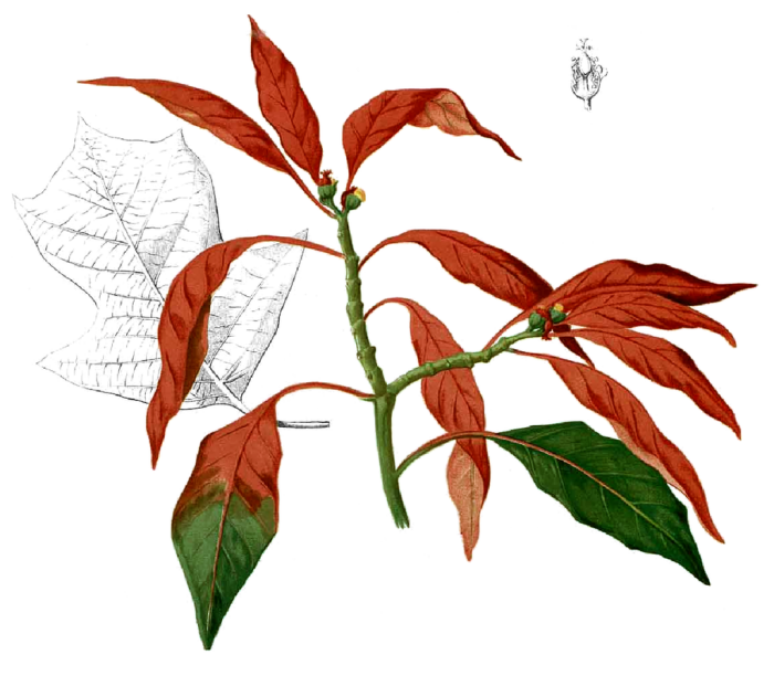 1024px-Euphorbia_pulcherrima_Blanco1.167b2.png
