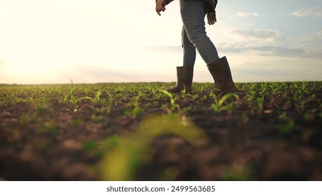 Farmer walking corn sprouts in field. agriculture a business concept. The farmers feet touch corn field. close-up of a farmers legs lifestyle in rubber boots walking through a corn field