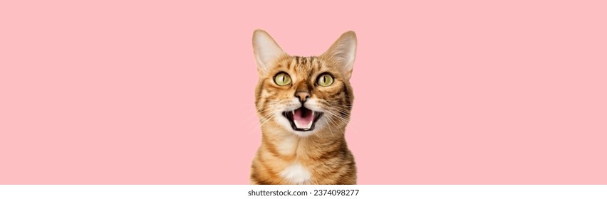 Funny portrait of a happy smiling bengal cat looking with open mouth on a pink background. Copy space.