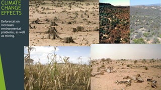 CLIMATE
CHANGE
EFFECTS
Deforestation
increases
environmental
problems, as well
as mining.
 