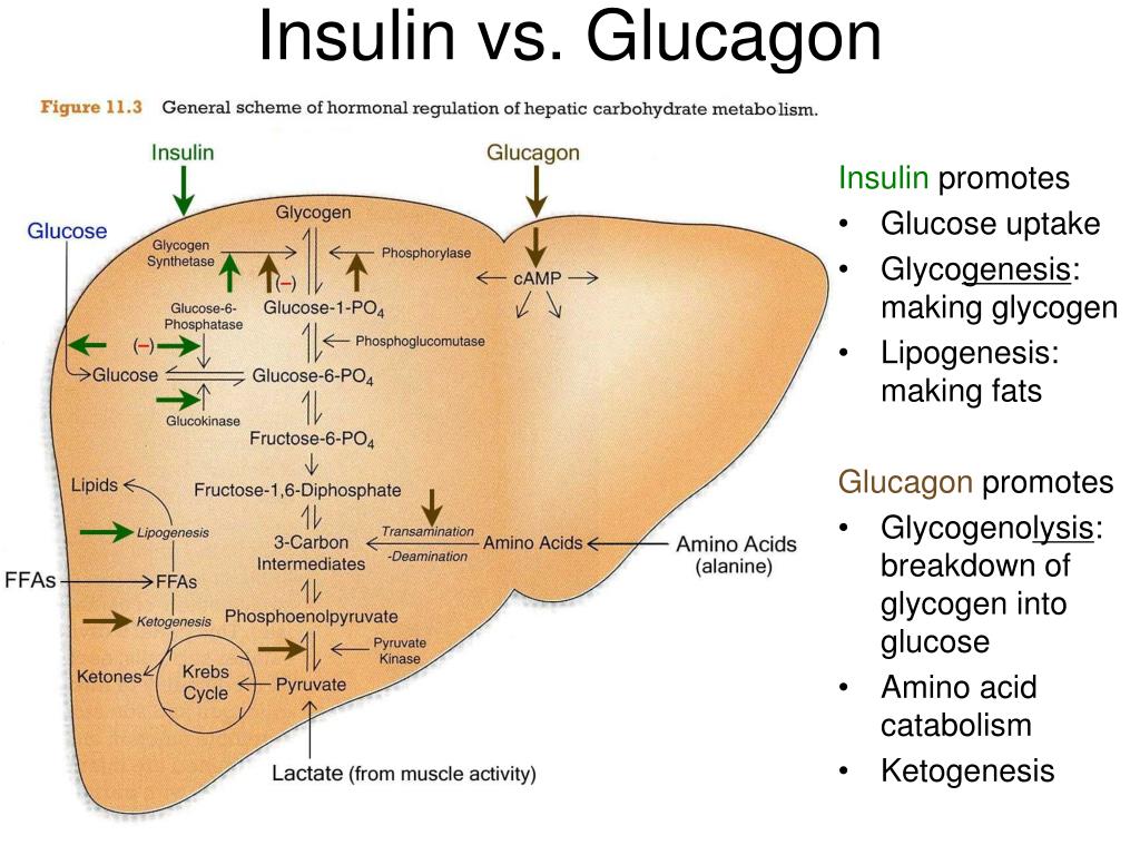 Инсулин и глюкагон функции. Инсулин и глюкагон.