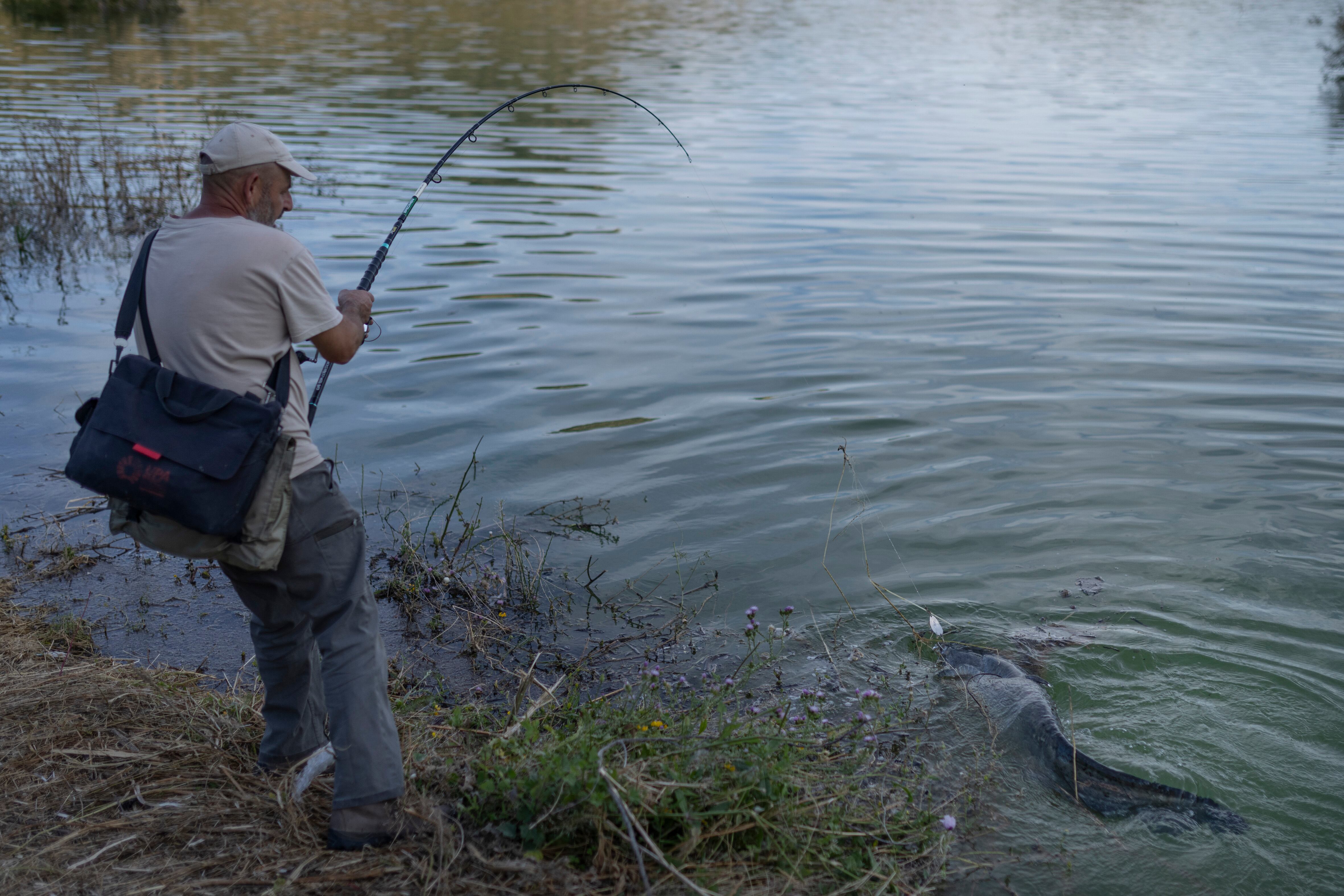 José Manuel García, president of the Amapila association, lands a catfish in Iznájar. 