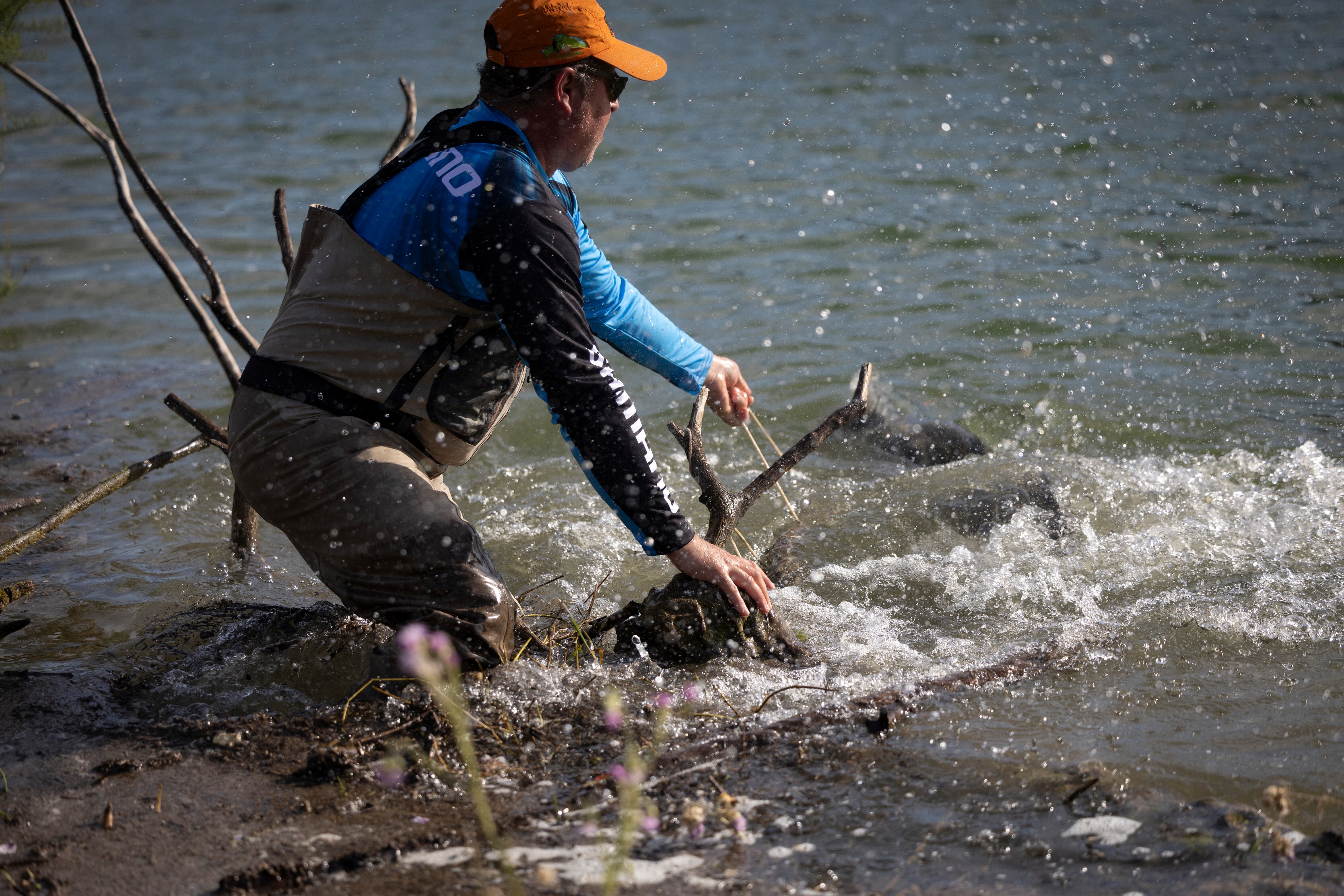 One of the fishermen of Amapila, which has an agreement with the regional government of Andalusia to fish for catfish in Iznájar, takes a specimen out of the water. 