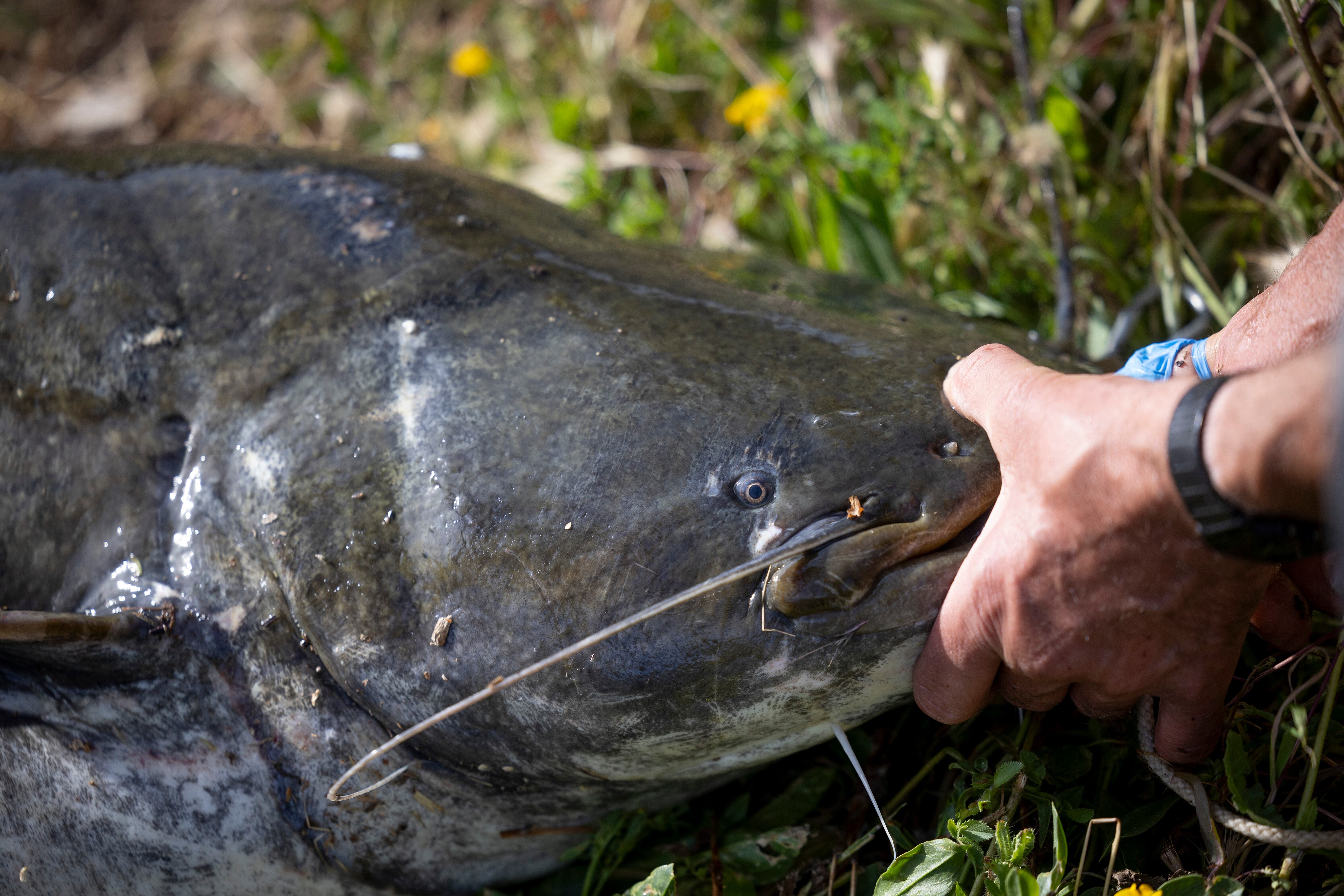 A fisherman holds the head of a catfish in the Iznájar reservoir (Córdoba). The fish, which can measure more than two meters and weigh more than 100 kilos, has a large, flattened head and mucus-covered skin. 