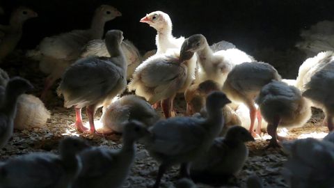 Bird flu spreads to seventh Australian poultry farm