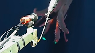 Riesen-Kalmar attackiert Tiefsee-Kamera
