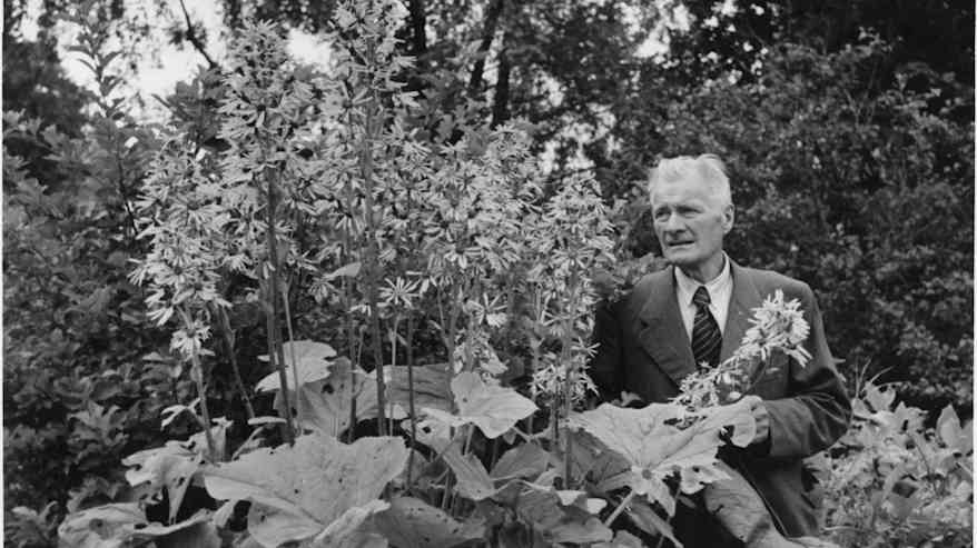 Oriveden Hörtsänän arboretumin perustaja Hugo Hörtsänä mustavalkoisessa kuvassa, kuva vuodelta 1945.