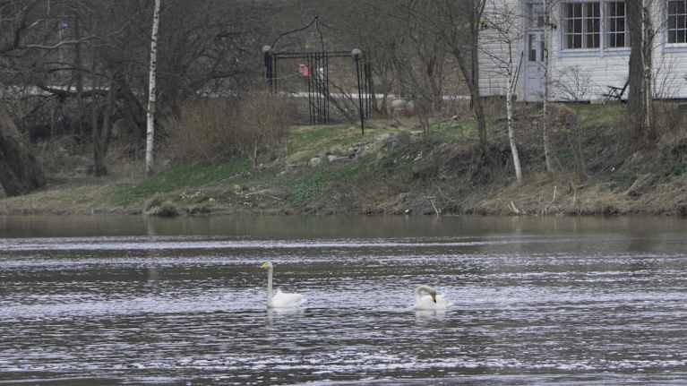 Sångsvanar i Borgå å