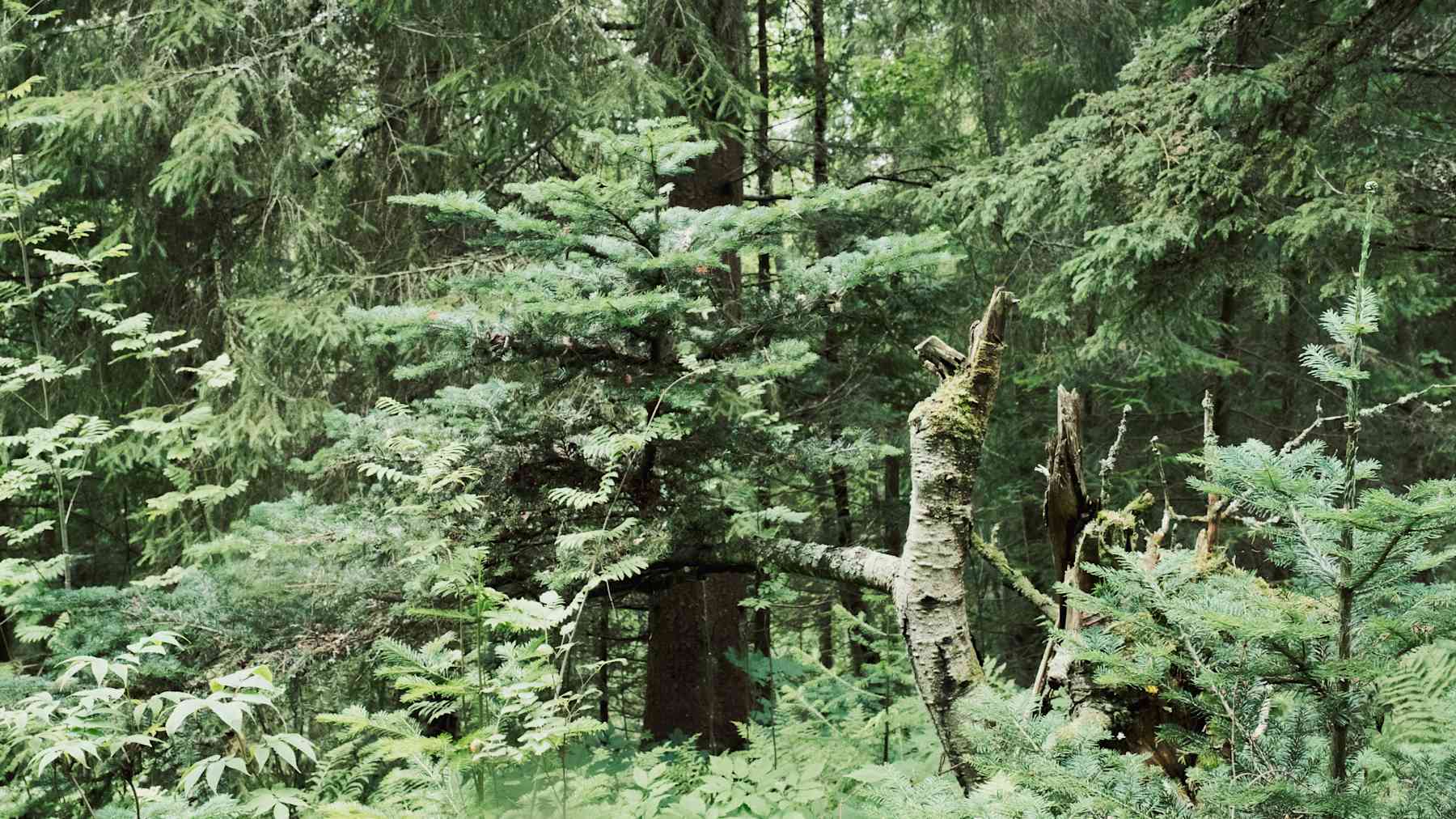 Vihreä kuva metsästä, etualalla pieni kuusi, taustalla katkennut koivu.