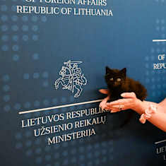Musta, pieni kissa lepää ihmisen käsien päällä Liettuan ulkoministeriön tekstien ja logojen edustalla.