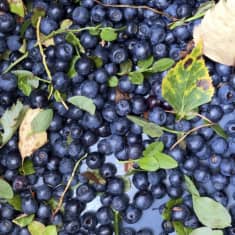 Bilberries or European blueberries in a bucket.